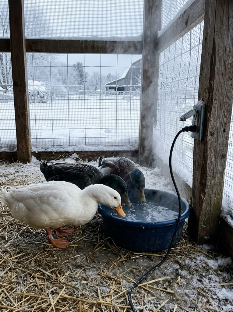 Heated water bowl in duck enclosure on frosty winter morning with ducks drinking