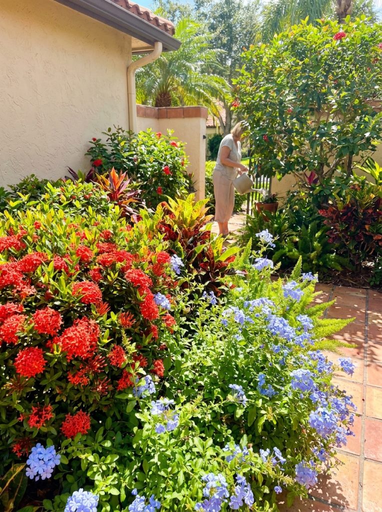 Beautiful Florida flowering shrubs including ixora red clusters and plumbago blue flowers thriving in sunny Florida garden