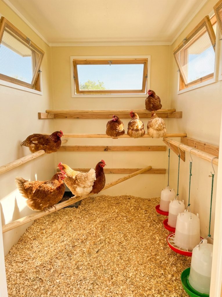 Chicken coop interior with wooden roosting bars at different heights and hens roosting comfortably
